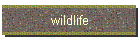 wildlife